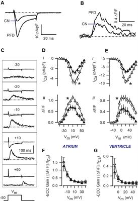 Long-Term Regulation of Excitation–Contraction Coupling and Oxidative Stress in Cardiac Myocytes by Pirfenidone